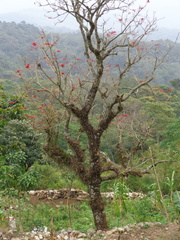 Erythrina americana
