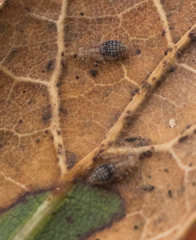 Ectopsocidae