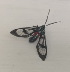 Poecilosoma eone