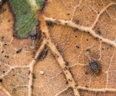 Ectopsocidae