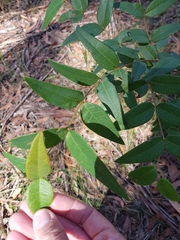 Platylobium parviflorum