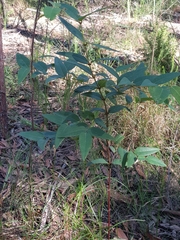 Platylobium parviflorum