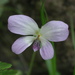 Viola nagasawae - Photo (c) lecanorchis, alguns direitos reservados (CC BY-NC)