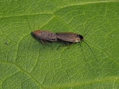 Ectobius erythronotus