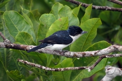 Pachyramphus surinamus