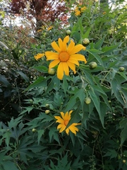 Tithonia diversifolia