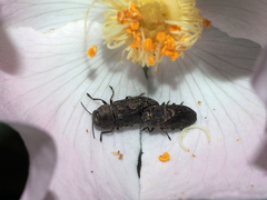 Anthaxia nigrojubata