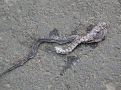 Trimerodytes annularis