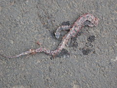 Trimerodytes annularis