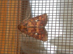 Condicini