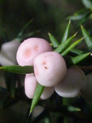 Leptecophylla divaricata