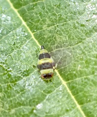 Eupterycyba jucunda