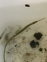 Syngnathus typhle