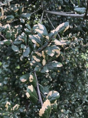 Ectopsocidae