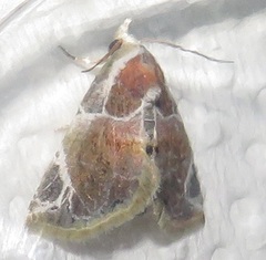 Eublemma costimacula