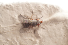 Triarthria setipennis