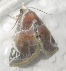 Eublemma costimacula