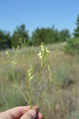 Linaria odora