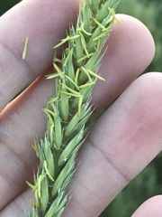 Psathyrostachys juncea