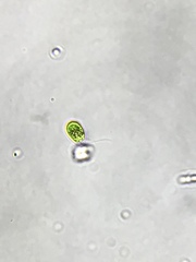 Chlamydomonas
