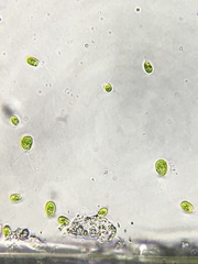 Chlamydomonas