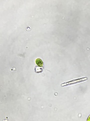 Chlamydomonas