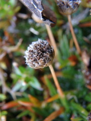 Paepalanthus