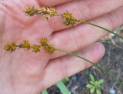Carex colchica