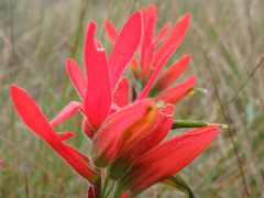Castilleja integrifolia