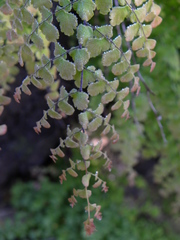 Adiantum concinnum