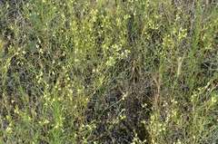 Linaria odora