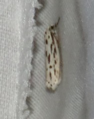 Yponomeuta multipunctella