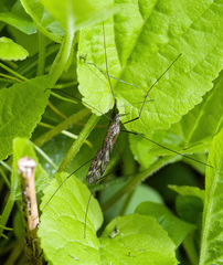 Tipula varipennis