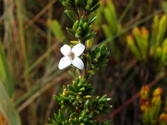 Arcytophyllum