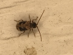 Ptinus texanus