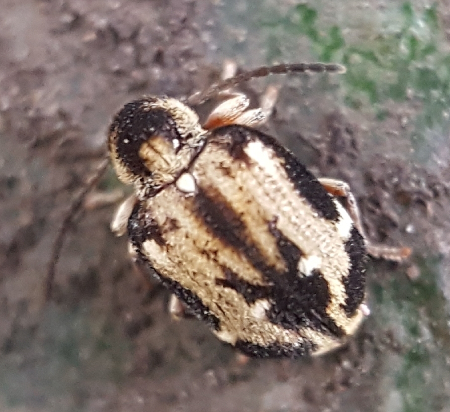 Trymolophus nobilis