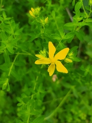 Hypericum perforatum