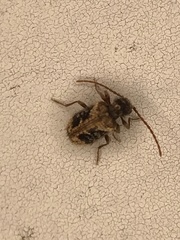 Ptinus texanus