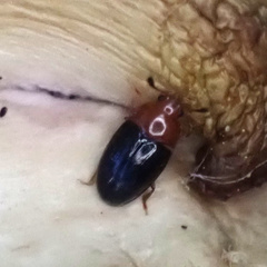 Triplax thoracica