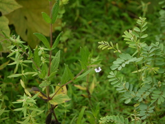 Trichodesma inaequale