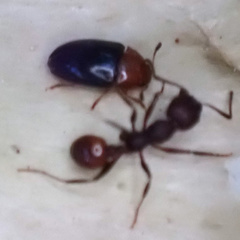 Triplax thoracica