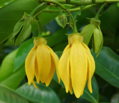 Cananga odorata