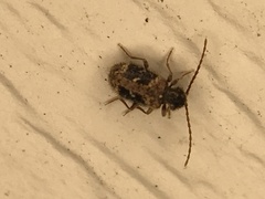 Ptinus texanus