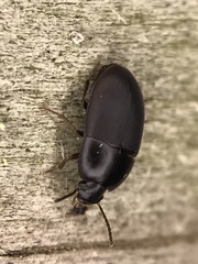 Gondwanocrypticus platensis