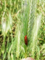 Rhagonycha fulva
