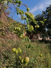 Cardiospermum grandiflorum