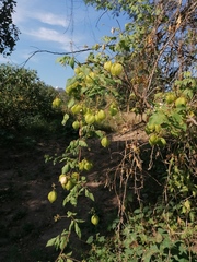 Cardiospermum grandiflorum