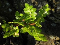 Burseraceae