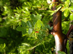 Burseraceae