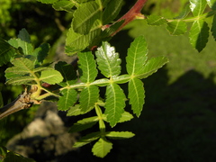 Burseraceae